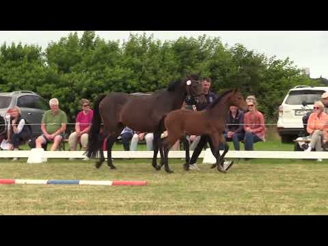 Holsteiner Fohlenschau Föhr 2022 | SF | Diamant d.S. x Cormint x Quidam d. R. | St. 474A | ZG Rörden