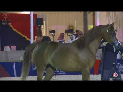 N 123 APOLLONIA K   Asharqia Arabian Horse Classic 2020   Fillies 3 Years Old Class 3B