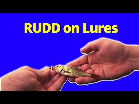 Fishing an abandoned pond. How to catch RUDD on Lures