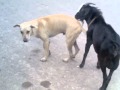 Dog Get Fucked By Goat