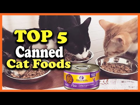 ✅Top 5 Best Canned Cat Foods of 2022