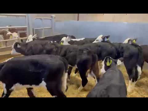 Hereford Heifers - Image 2