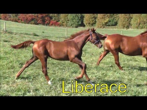 Liberace (Livaldon/Westporte/Belisar)
