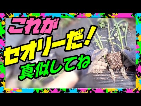 トマトの疫病を見分ける方法 壊滅的な真菌性疾患のヒント 自然治療
