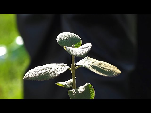 Вокзал Ангарска пополнили сотней саженцев рябины, сирени и калины
