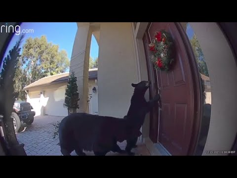 Video: Florida House Visited By Wild Bear And Cub - Q105
