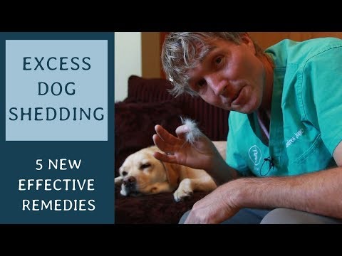 YouTube video about: Why do dogs shed in the fall?