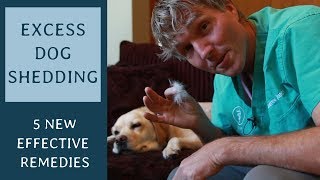 Excess Dog Shedding? 5 NEW Effective Remedies