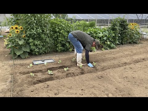 都市の垂直プランテーション菜園 2022