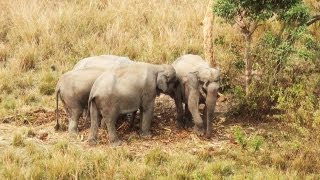 Wildlife life in Manas National Park, Assam