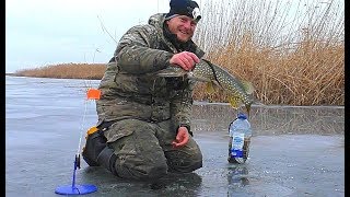 Зимняя ловля щуки на живца