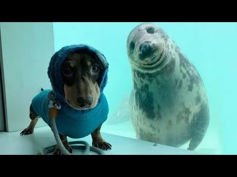 Nouvelles vidéos drôles d'animaux, de chiens et de chats pour vous faire rire toute la journée.