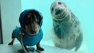 New Funny Animals 😸🐶 Best Funny Dogs and Cats Videos To Crack You Up All Long Day