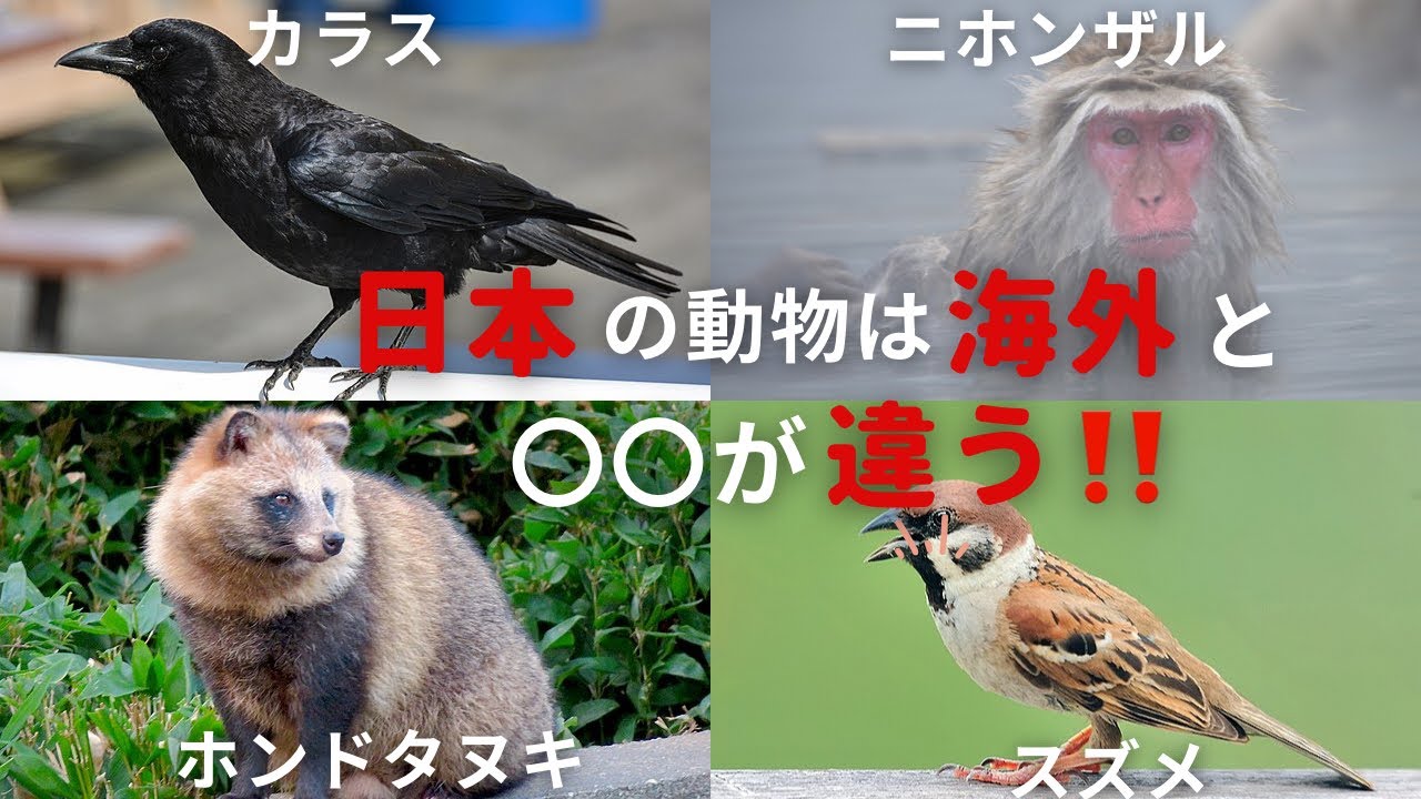 【ゆっくり解説】海外で驚愕！！日本独自の生態を持つ生き物6選【ゆっくり解説】