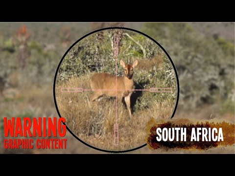 FX Impact Airgun Duiker Hunt - South Africa