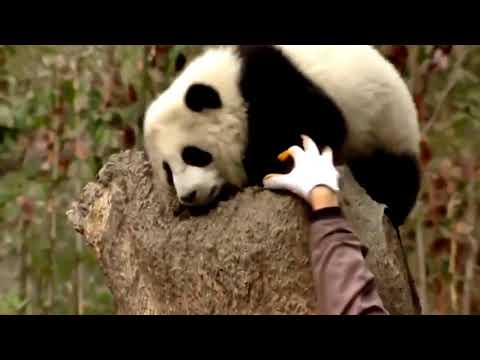 Rare panda s life