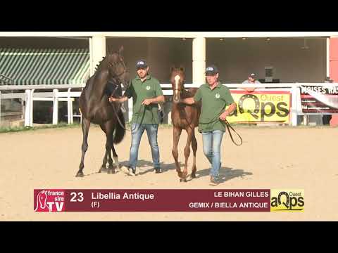 Show AQPS Ouest 2021 - Lot  23