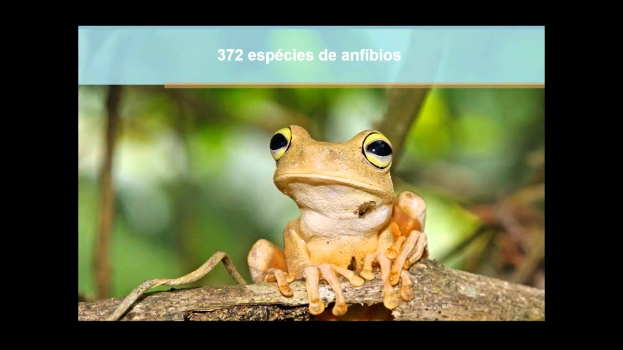 Paisagens dos biomas brasileiros