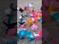 Beautiful Laka Pigeons Kabootar Videos Pigeon Videos Pigeon Kabootar Kabutar Shorts 1k 4k