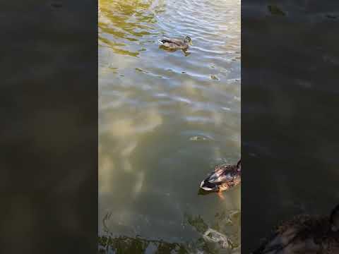 Gislaveds kommun - Shame on you!