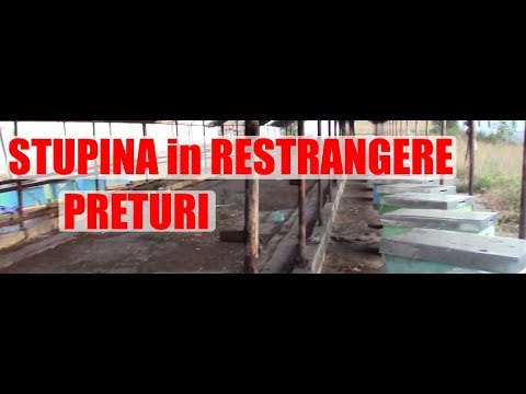 2/2 Restrangere stupina: Preturi Familii de vanzare impachetate in Biostup pregatite de iernat