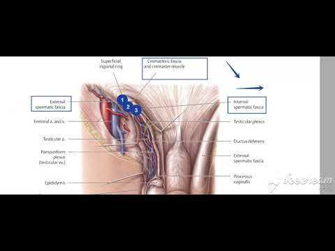 Male reproductive system