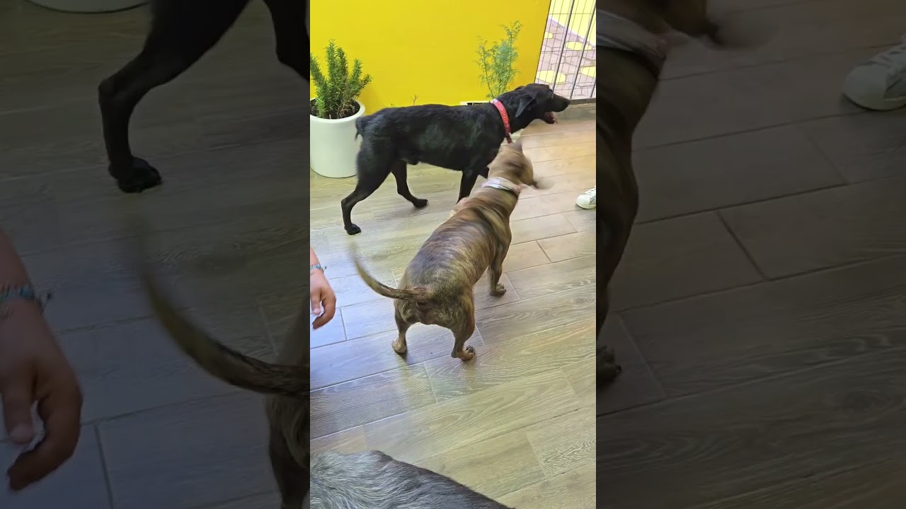 Enlarge DUSTY, a Adoptable mixed breed in Langley, BC video 6/6