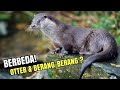 OTTER DAN BERANG BERANG BERBEDA 8 FAKTA UNIK OTTER
