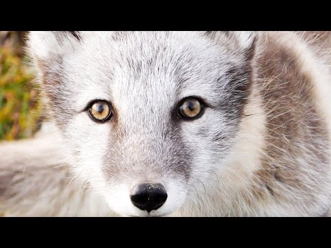 Saving the Arctic Fox | BBC Earth Witness | BBC Earth