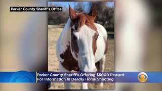 Parker County Sheriff's Offering $5000 Reward For Information In Deadly Horse Shooting