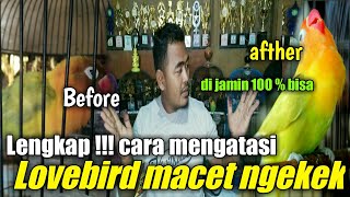 Download lagu cara mengatasi lovebird fighter macet gak mau ngekek mp3