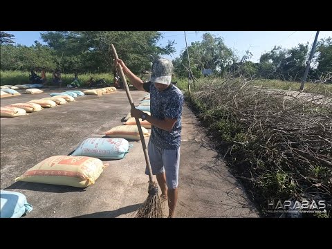EP794-P1 - Pagbibilad ng mga Inaning Palay Pagkalipas ng Bagyo