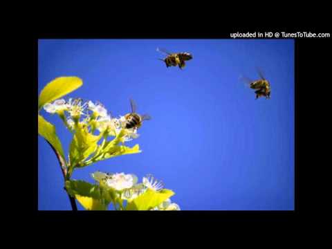 Today's Tango Is... Osmar Maderna - El Vuelo Del Moscardón 13-05-1946