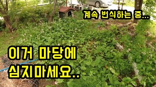 이 식물 마당에 심지 마세요...계속 번식하는 중 (feat_50만 원)