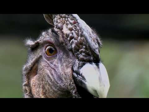 The Andean Condor