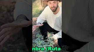 Para Que SIRVE la RUDA? Planta Mágica 🌿