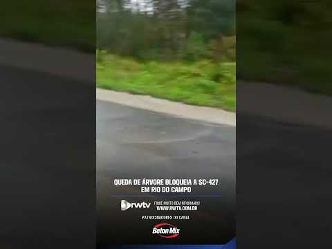 Queda de árvore bloqueia a SC-427 em Rio do Campo