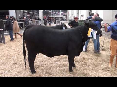 CARLOS OJEA RULLAN  - PALERMO 2019 - BRANGUS 499