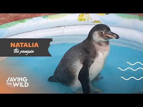 Natalia the Penguin | Saving the Wild | Mutual of Omaha's Wild Kingdom