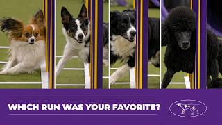 Aksi Para Pemenang Agility Westminster Dog Show 2026