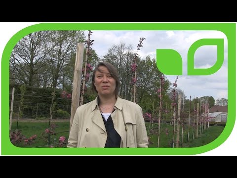 Der Apfel und die Kunst -  Interview mit Antje Majewski