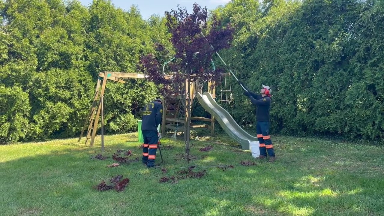 Tree Service in Monmouth Beach, NJ