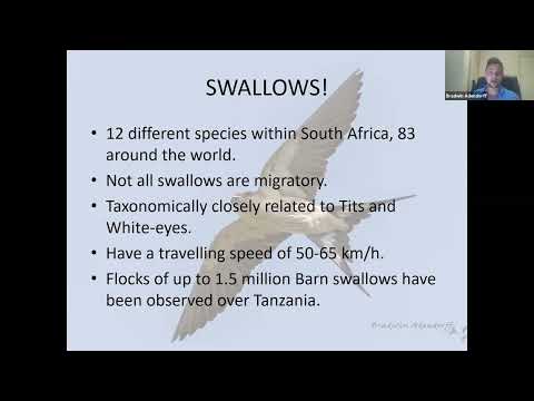 RBBC Monthly Meeting - Swifts and Swallows - Bradwin Ardendorf - Apr 2021