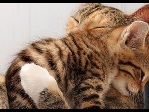 Baby Animals Pictures Video