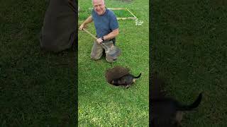 Amélioration de l'habitat, mais avec des pattes