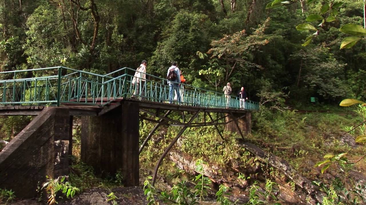 Madagaskar: Ranoma-NP Goldener Bambuslemur (1:20)