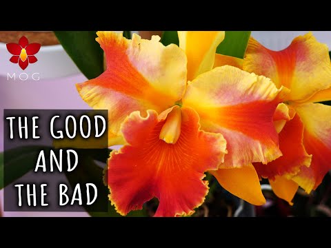 Know before buy! - Strengths & weaknesses of Cattleya Orchids