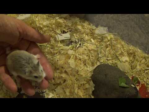 Tiuhti ja Viuhti 27Sep17