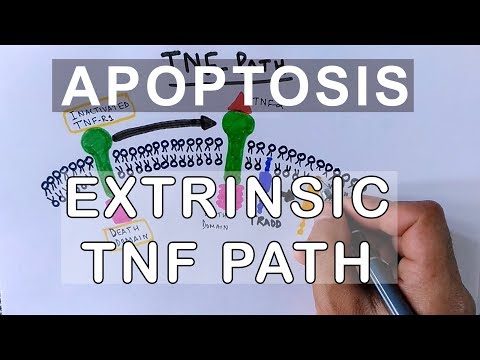 Mechanism of Extrinsic Pathway of Apoptosis | TNF Path | Video & Photo