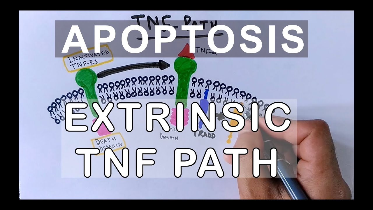 Mechanism of Extrinsic Pathway of Apoptosis | TNF Path